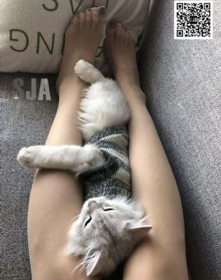 日本tvvivodes人妖_手机在线免费观看